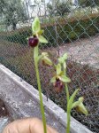 Ophrys incubacea o Sphegodes (Lindl)
